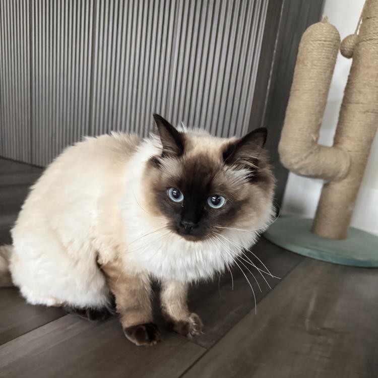 Birman cat guest