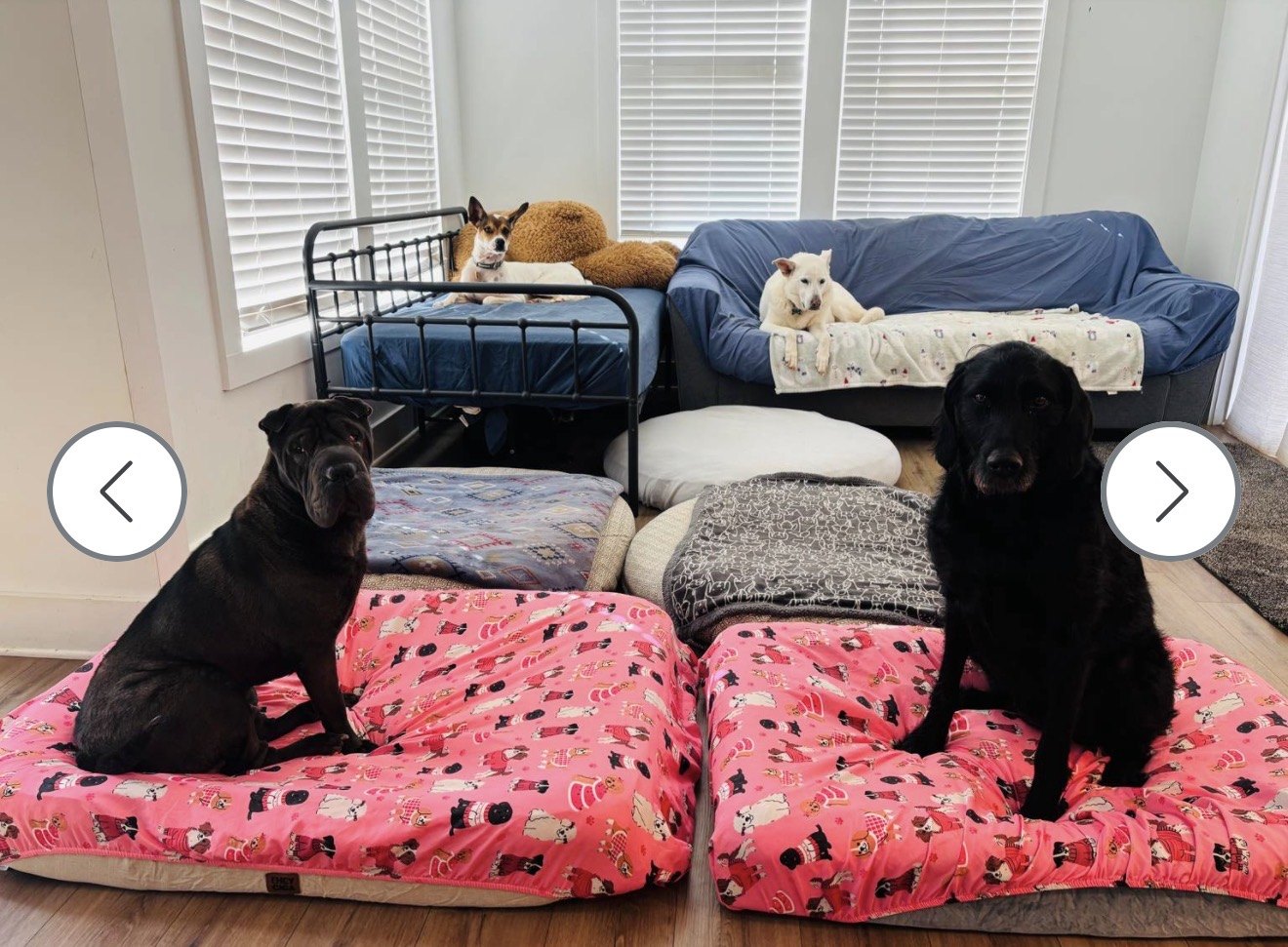 Luka, a dark wrinkly Shar-pei-type dog, and friends resting on pink dog beds and the couch