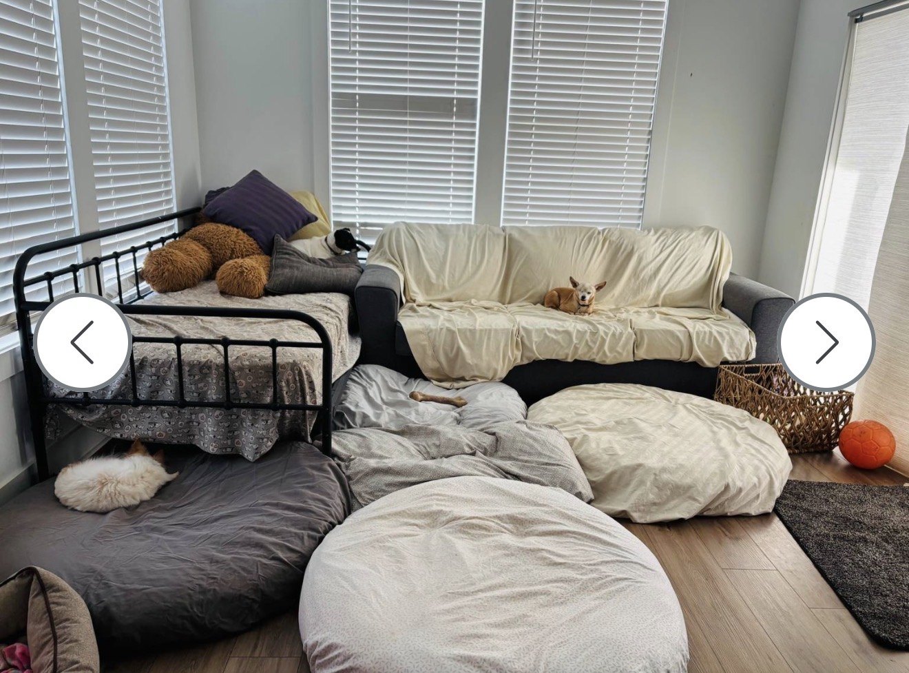 Dog beds with a small tan dog on the couch and a small white pet under the bed