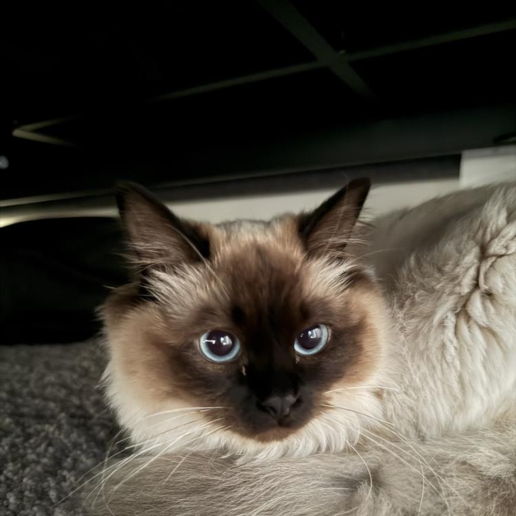 Those blue eyes 💙
