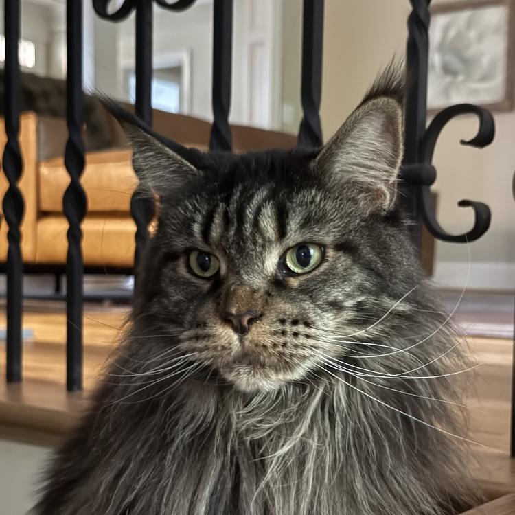 Maine Coon royalty 👑