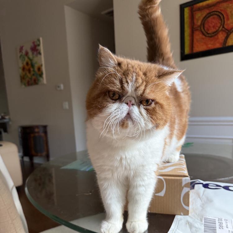 Persian on patrol 😤