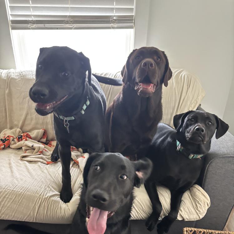 Dogs relaxing