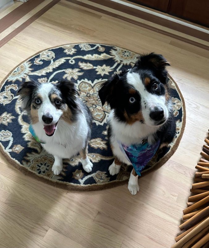 Two pups smiling together on a round rug
