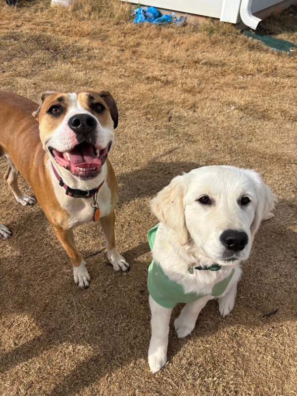 Two dogs smiling in the yard