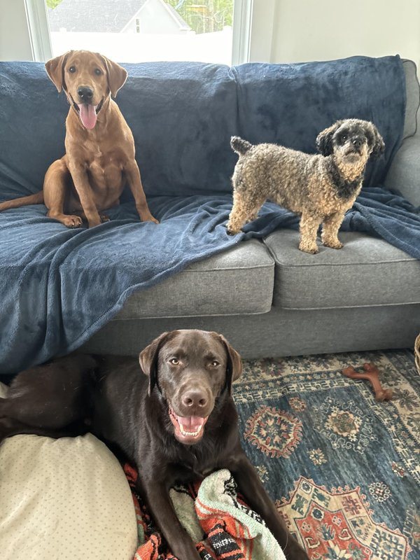 Dogs relaxing on the couch and rug