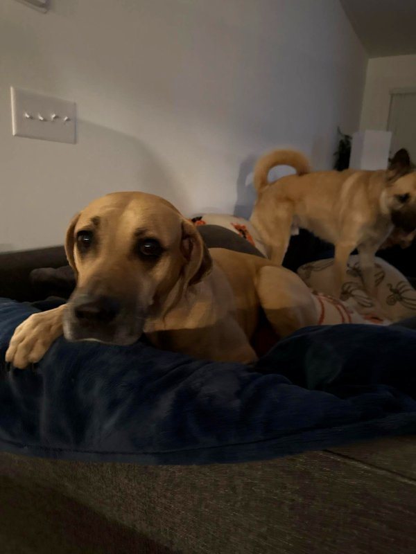Two dogs resting on a dog bed