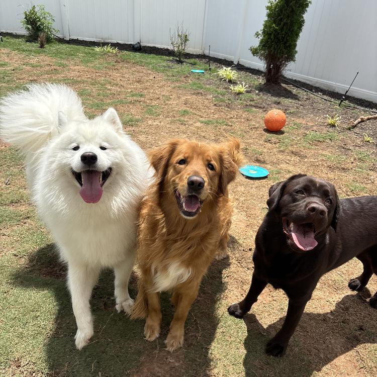 A white fluffy dog, a golden dog, and a black dog smiling in the yard