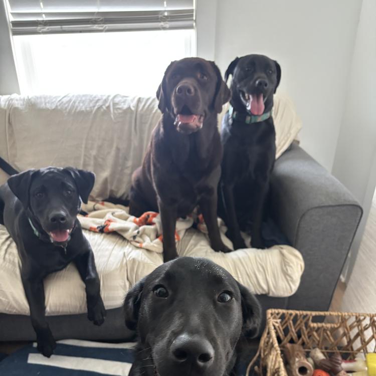 Dogs piled on the couch