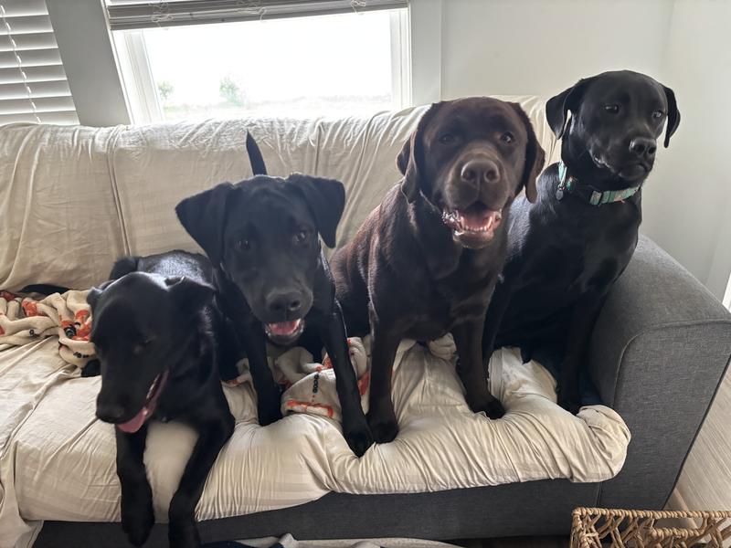 Four on the couch 🛋️