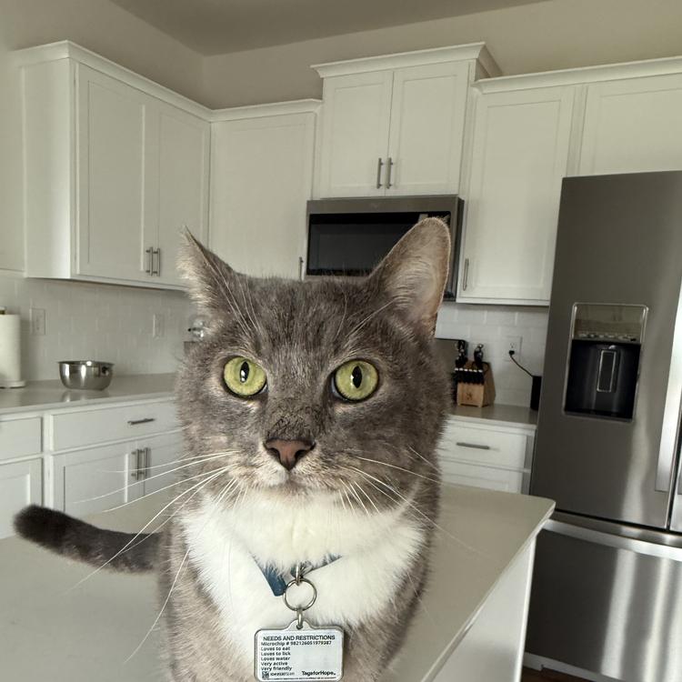 Supervising dinner prep 🍽️