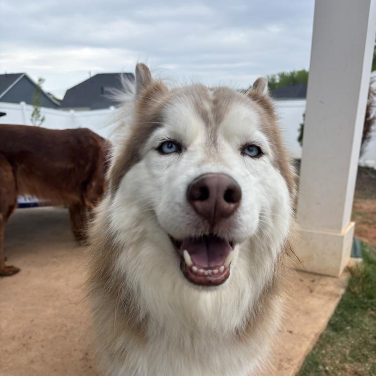A fluffy dog grinning at the camera