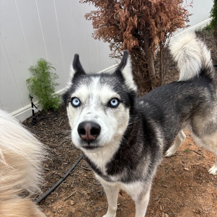 A husky with blue eyes looking at the camera