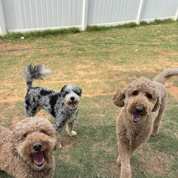 Three doodles playing in the yard
