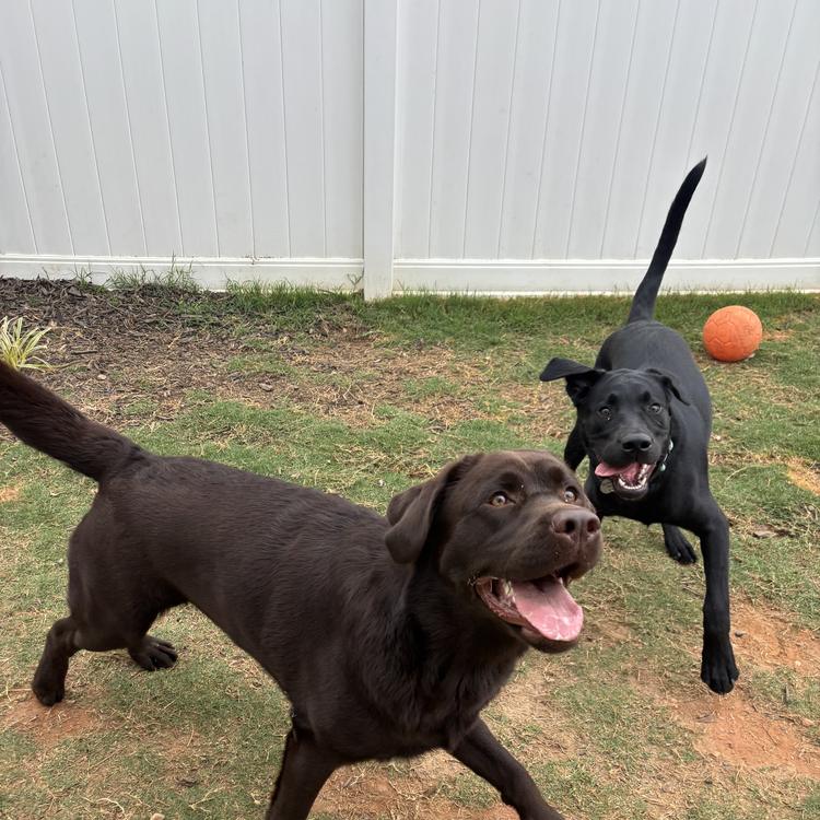 Two dogs running in the yard with a ball