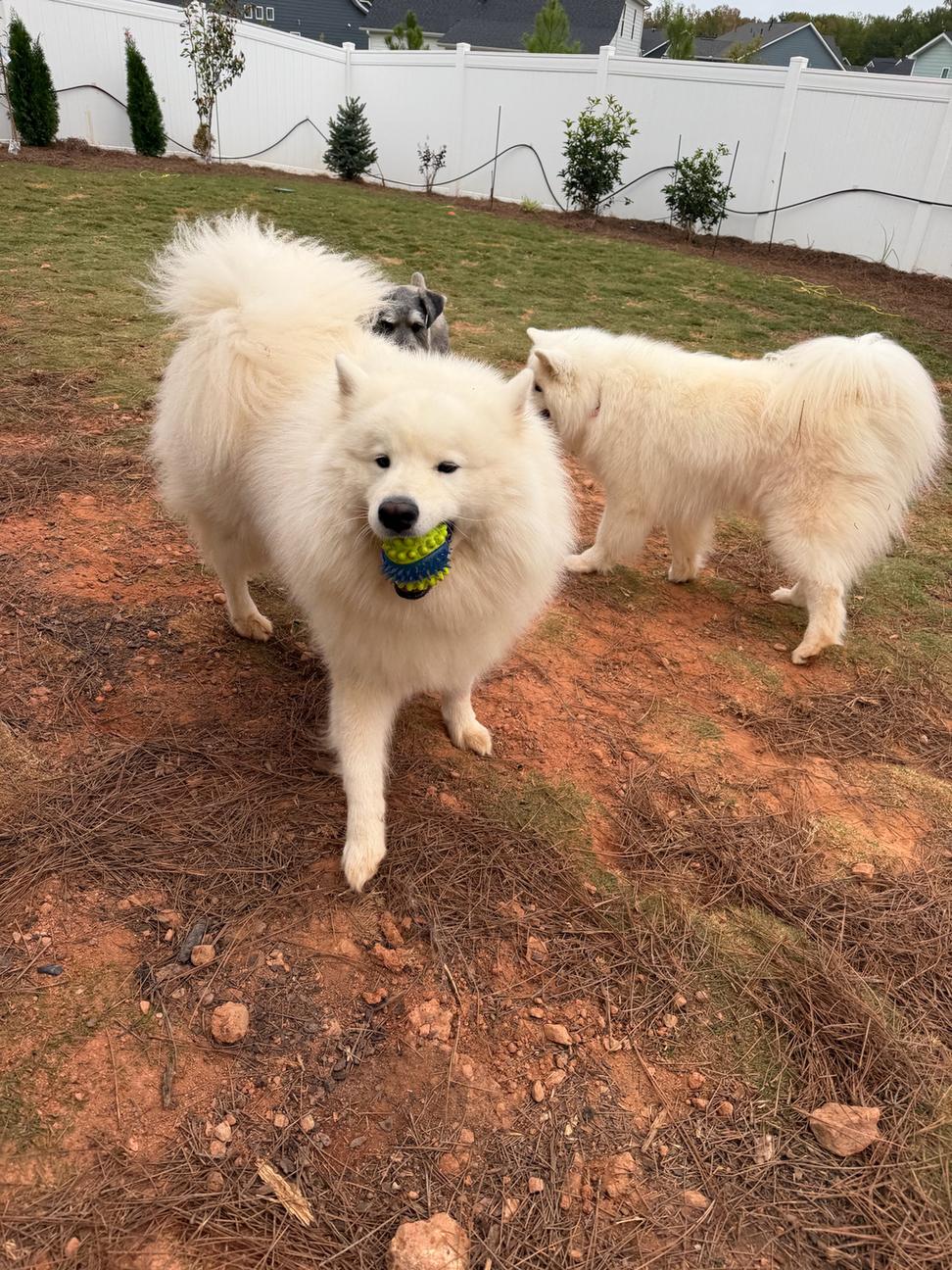 Meta and Mila, two white Samoyeds, in the yard with a tennis ball