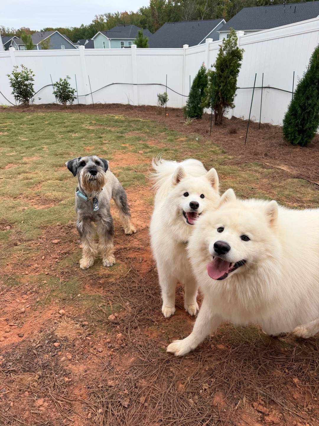 Meta and Mila, two white Samoyeds, posing up close in the yard with a small gray dog