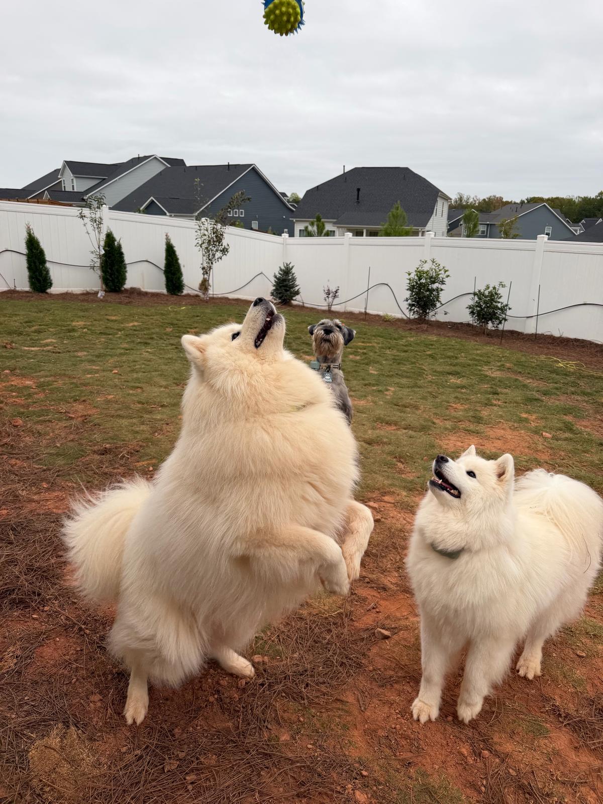 Meta and Mila, two white Samoyeds, in the yard as one leaps for a ball