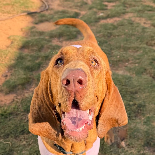 Nana, a red bloodhound, smiling up at the camera in the yard