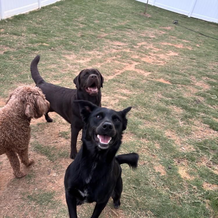 Three young dogs playing together in the fenced backyard