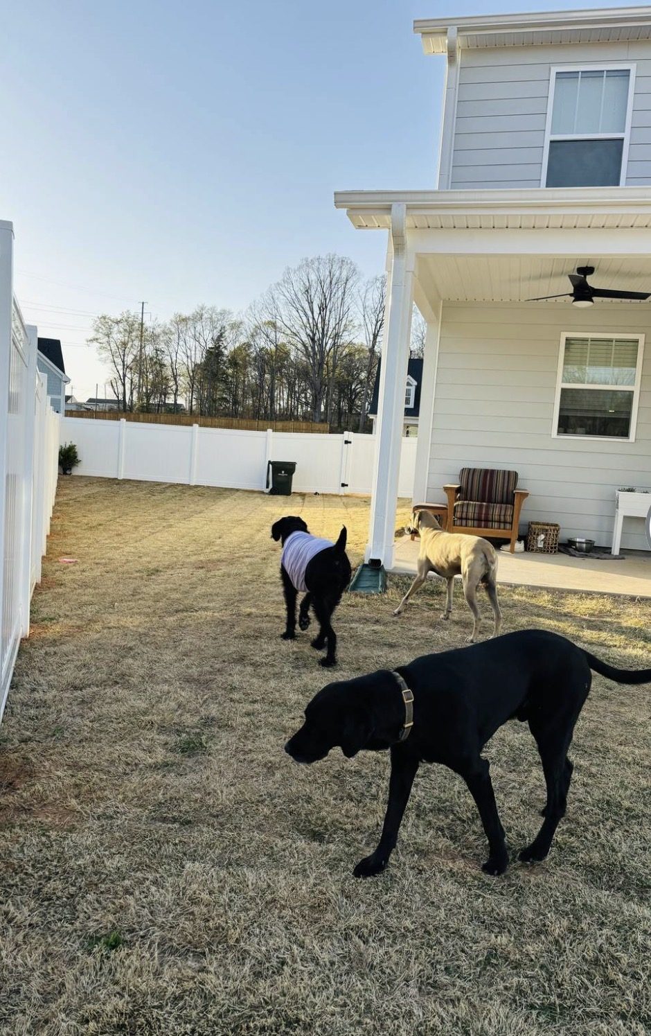 Three dogs playing in the yard by the porch