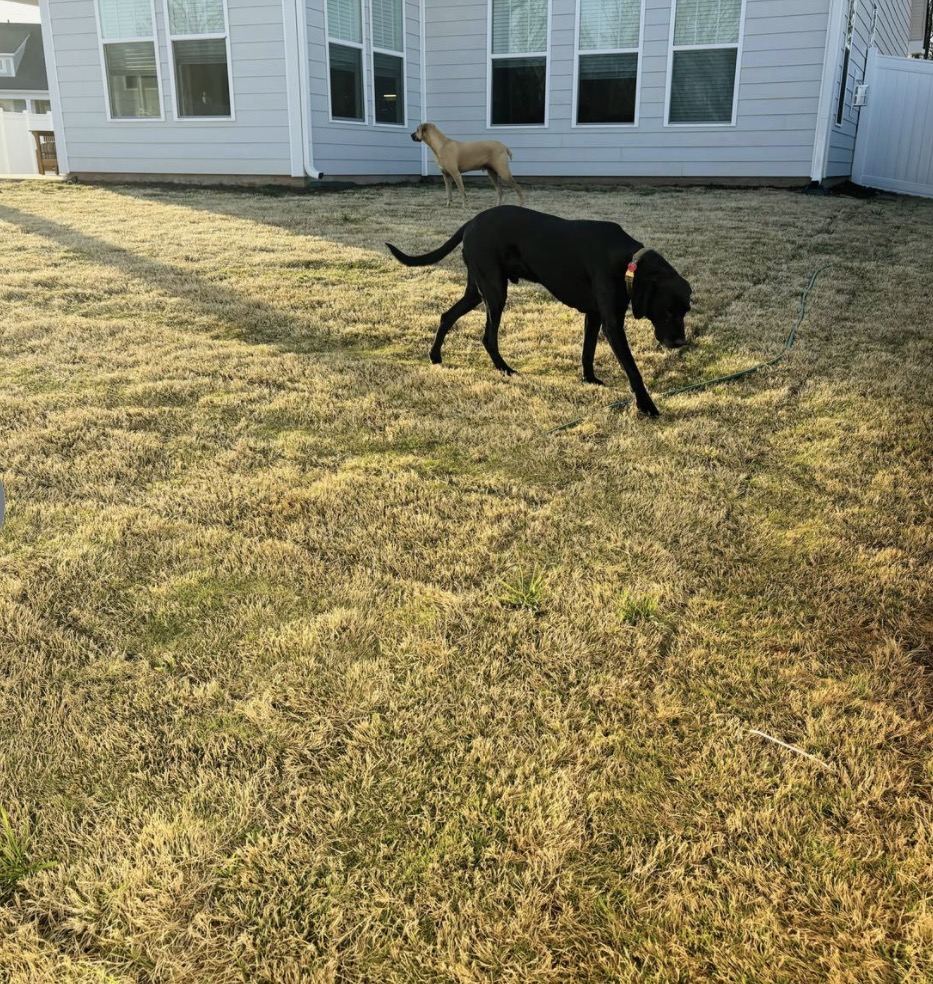 A black dog and a tan dog in the grassy yard