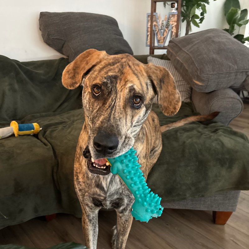 Merlin, a brindle Great Dane