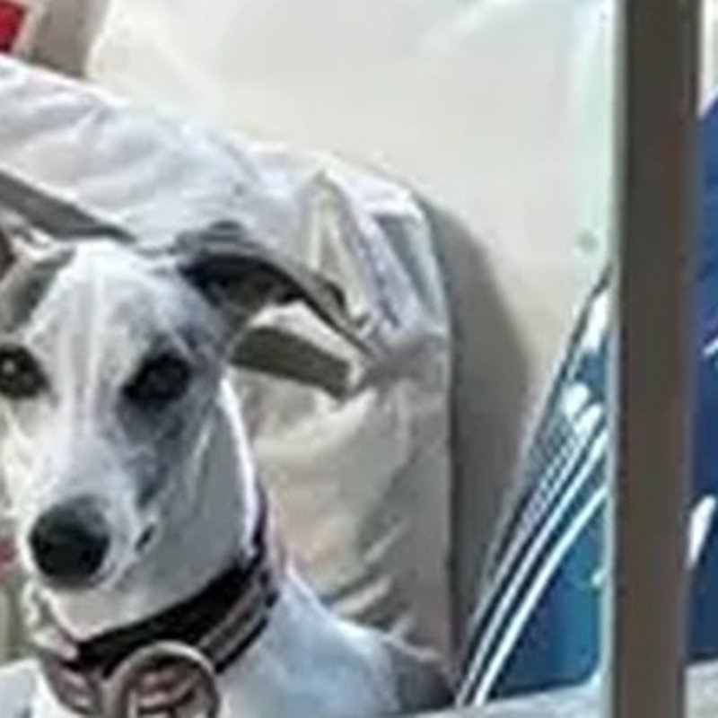Millie, a yearbook pup