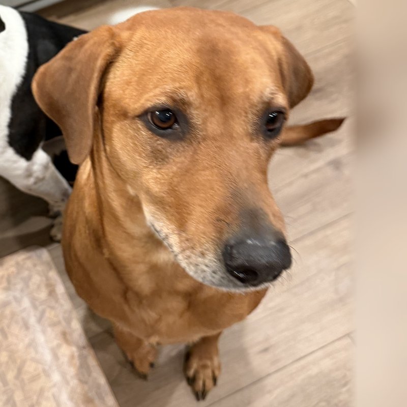 Rowena, a Labrador