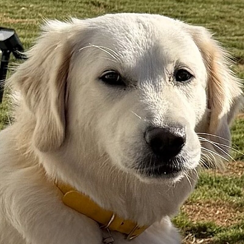 Koko