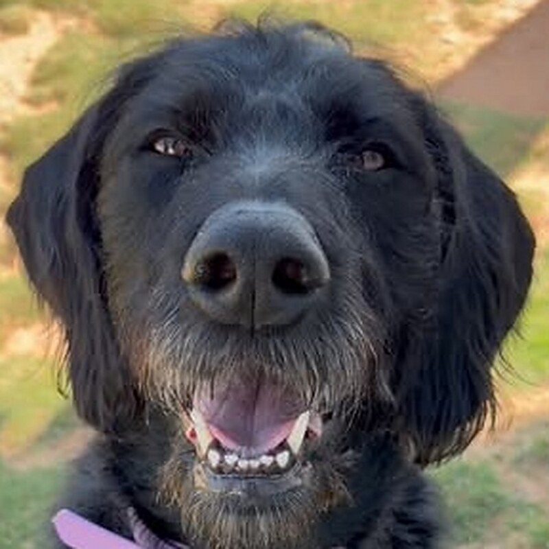 Lulu
