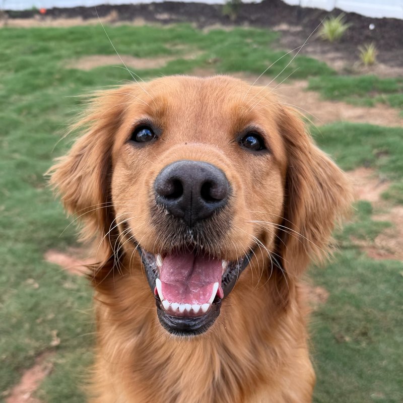 Scout