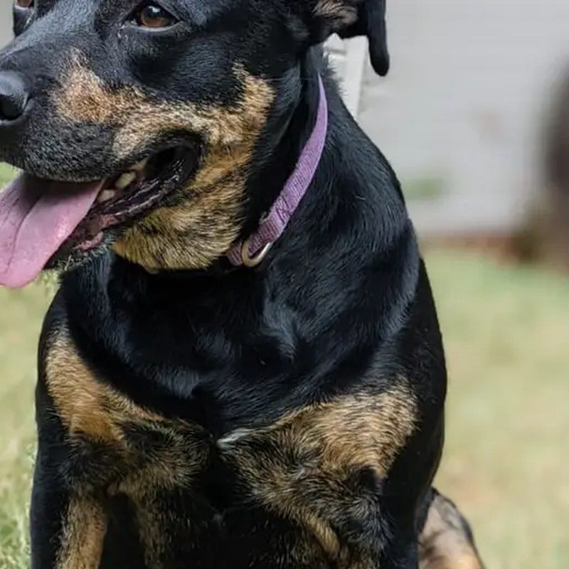 Shiloh