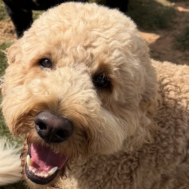 Winston